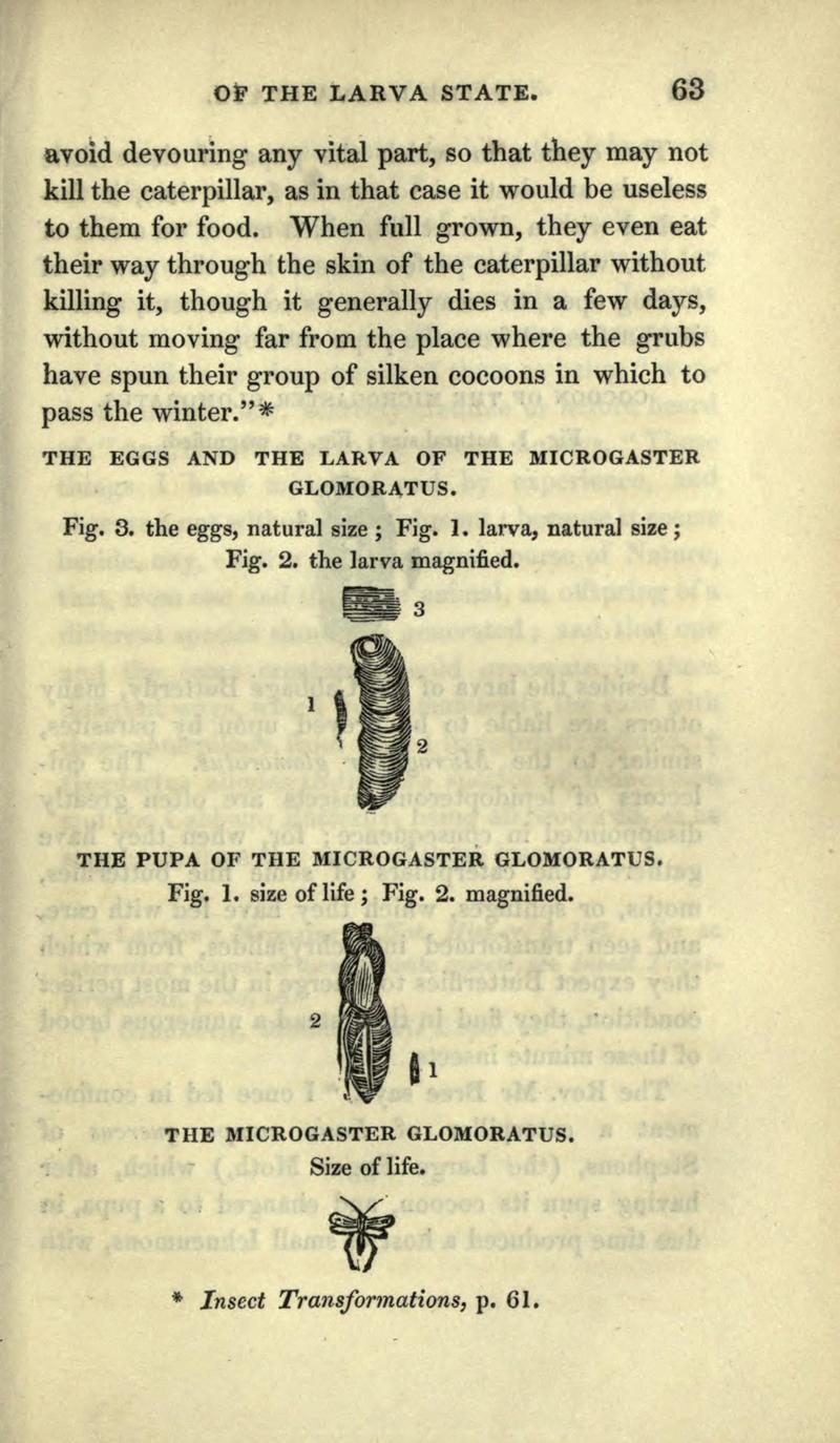The book of butterflies, sphinxes and moths (Page 63, Figs. 1-3) BHL21521034
