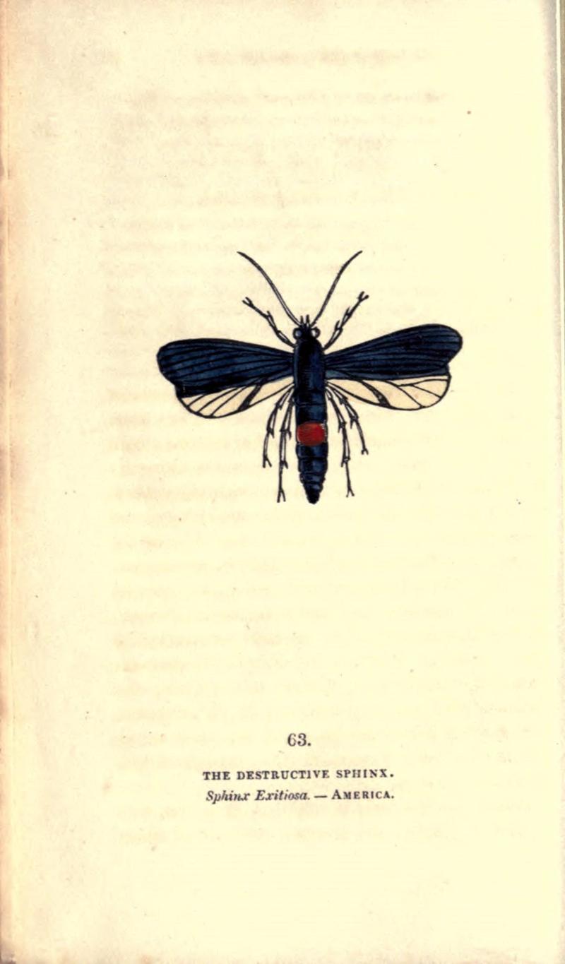 The book of butterflies, sphinxes and moths (Pl. 63) (8717740838)
