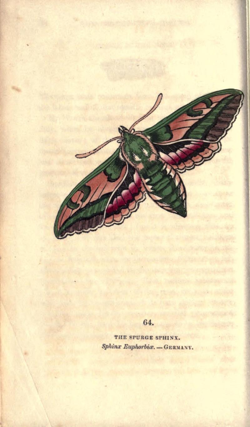 The book of butterflies, sphinxes and moths (Pl. 64) (8716622195)