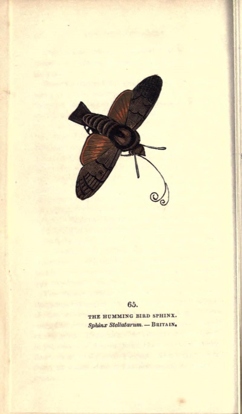 The book of butterflies, sphinxes and moths (Pl. 65) (8716622547)