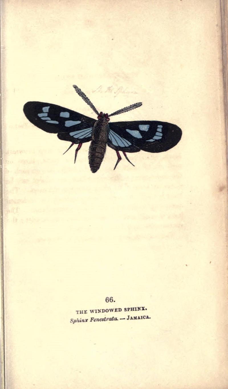 The book of butterflies, sphinxes and moths (Pl. 66) (8717742182)