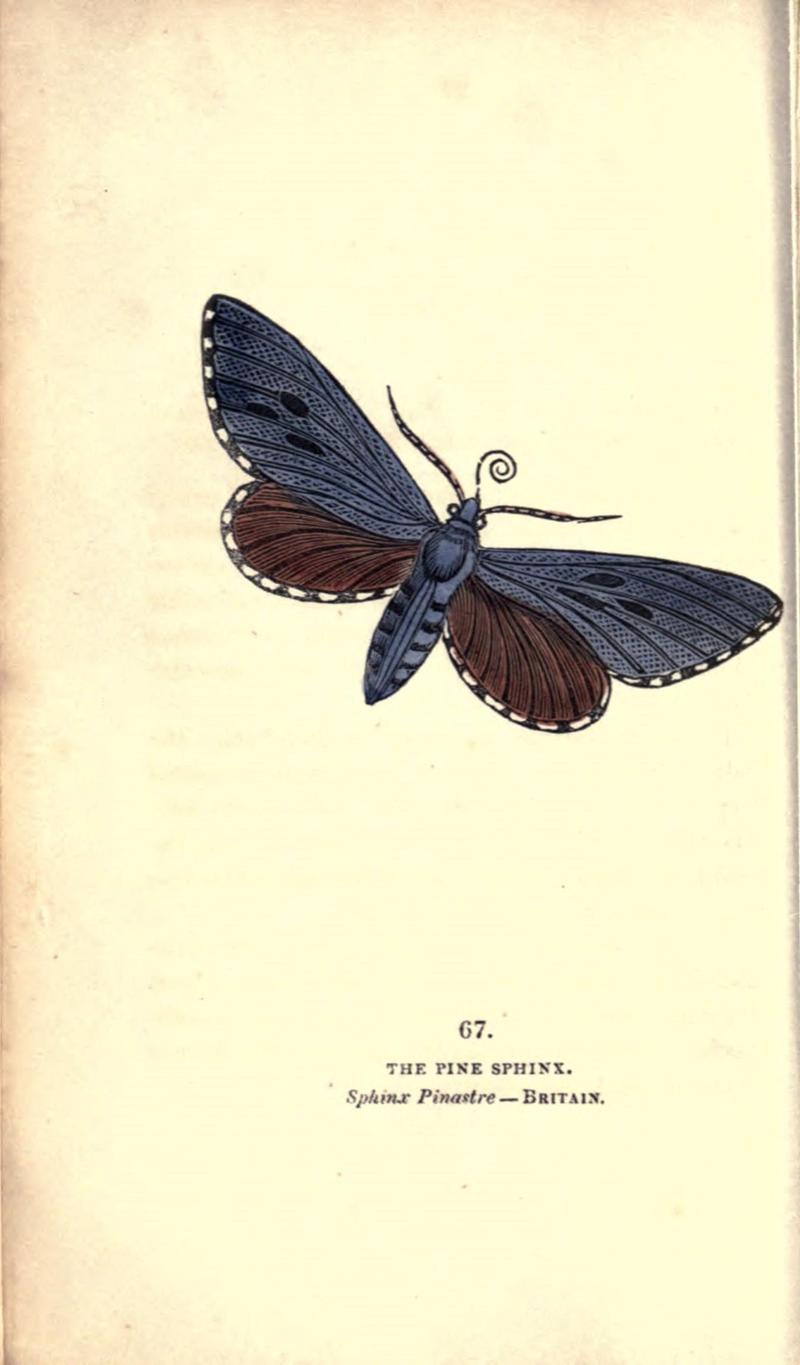 The book of butterflies, sphinxes and moths (Pl. 67) (8716623315)