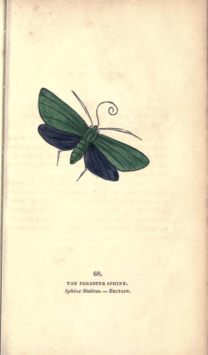The book of butterflies, sphinxes and moths (Pl. 68) (8717742902)