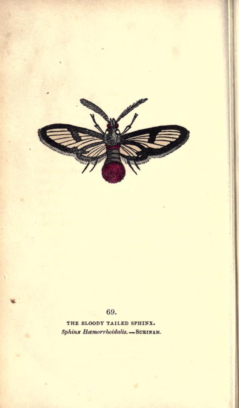 The book of butterflies, sphinxes and moths (Pl. 69) (8716624075)