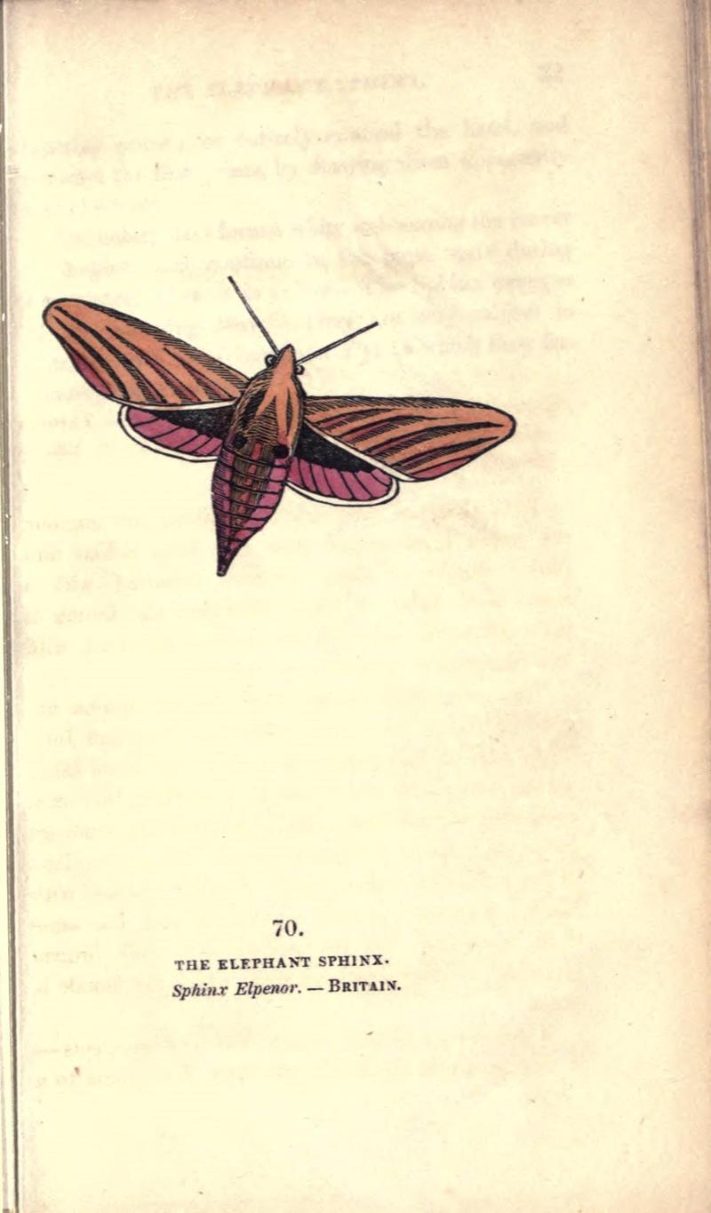 The book of butterflies, sphinxes and moths (Pl. 70) (8717743716)