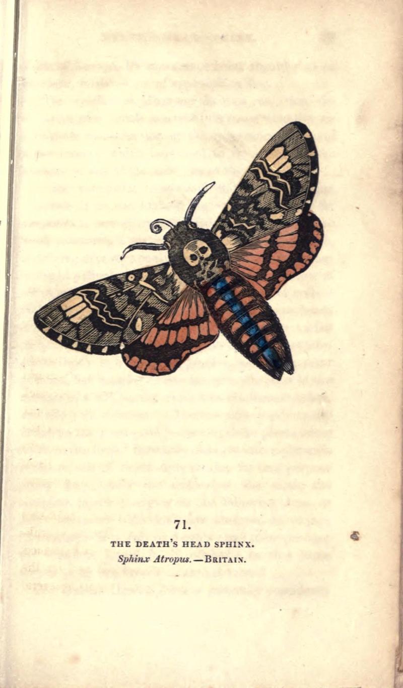 The book of butterflies, sphinxes and moths (Pl. 71) (8717744212)