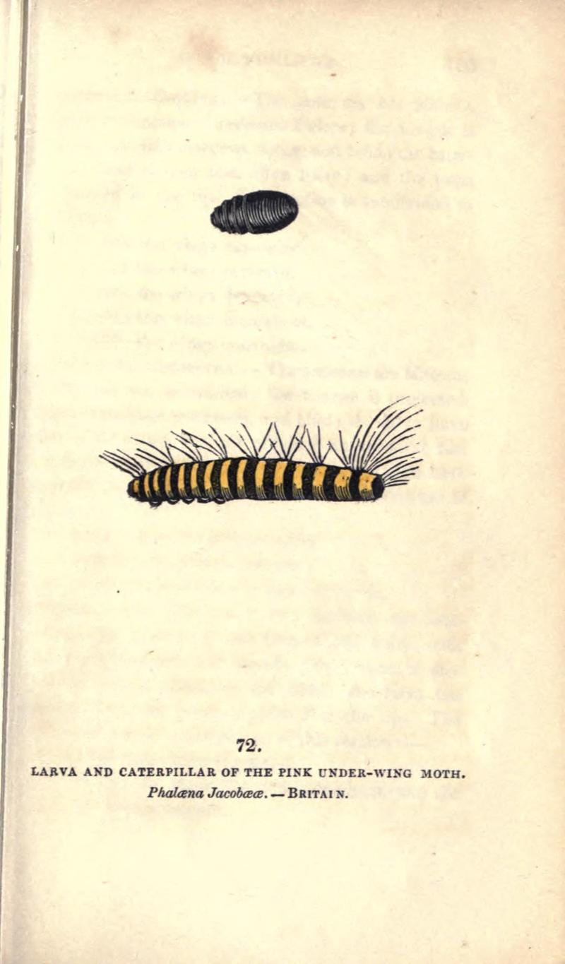 The book of butterflies, sphinxes and moths (Pl. 72) (8717744592)