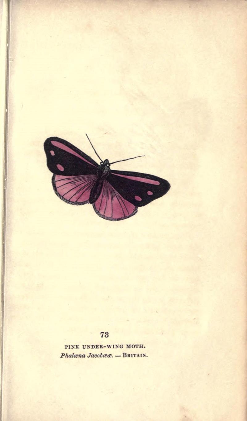 The book of butterflies, sphinxes and moths (Pl. 73) (8717744988)