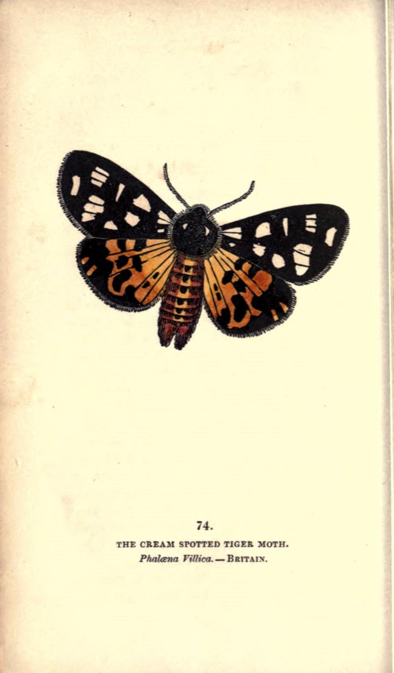 The book of butterflies, sphinxes and moths (Pl. 74) (8717745374)