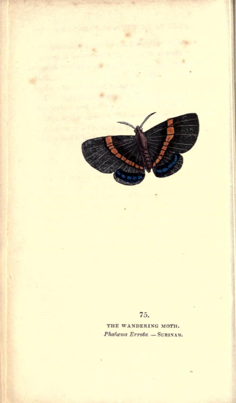 The book of butterflies, sphinxes and moths (Pl. 75) (8717746028)