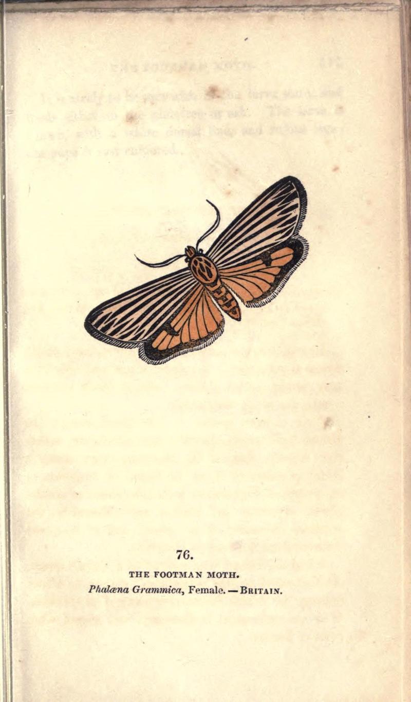 The book of butterflies, sphinxes and moths (Pl. 76) (8716627517)