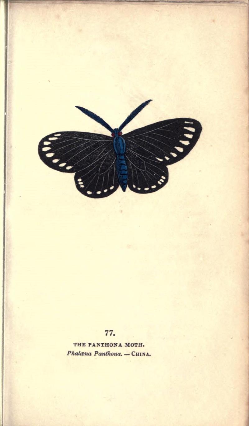The book of butterflies, sphinxes and moths (Pl. 77) (8717747170)