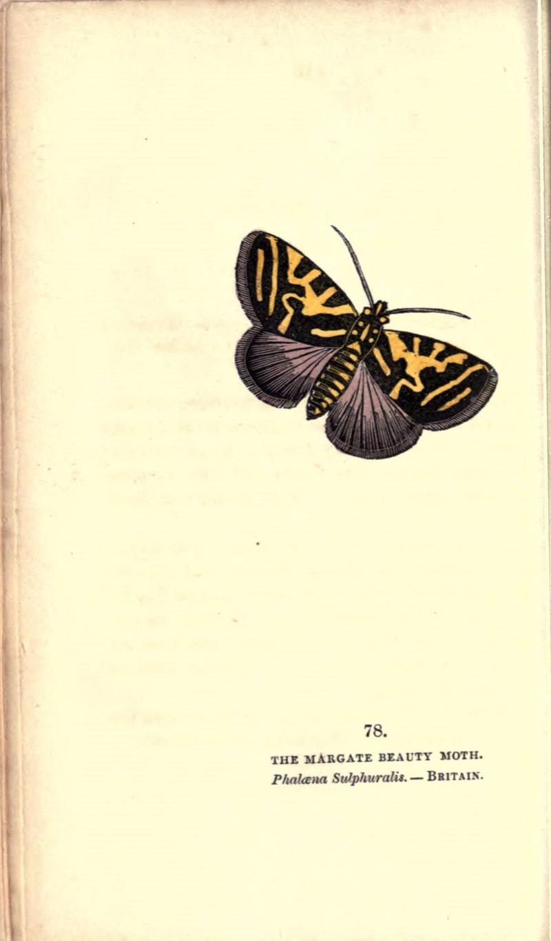 The book of butterflies, sphinxes and moths (Pl. 78) (8716628459)