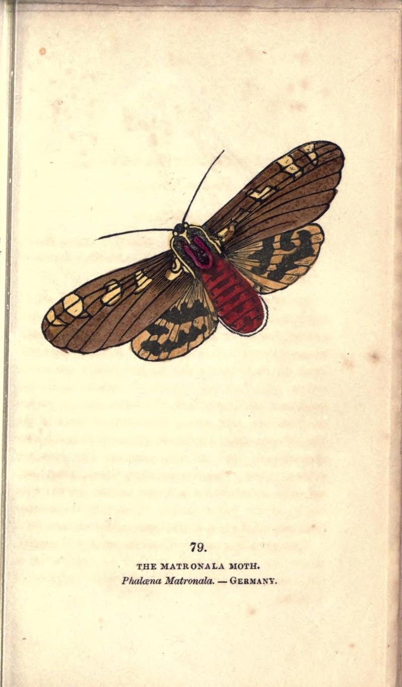 The book of butterflies, sphinxes and moths (Pl. 79) (8716628999)