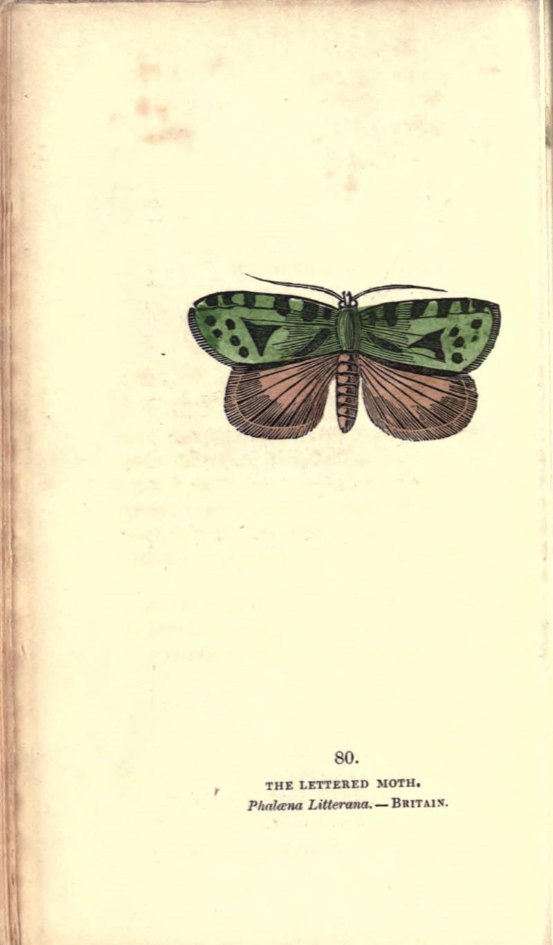 The book of butterflies, sphinxes and moths (Pl. 80) (8717748712)