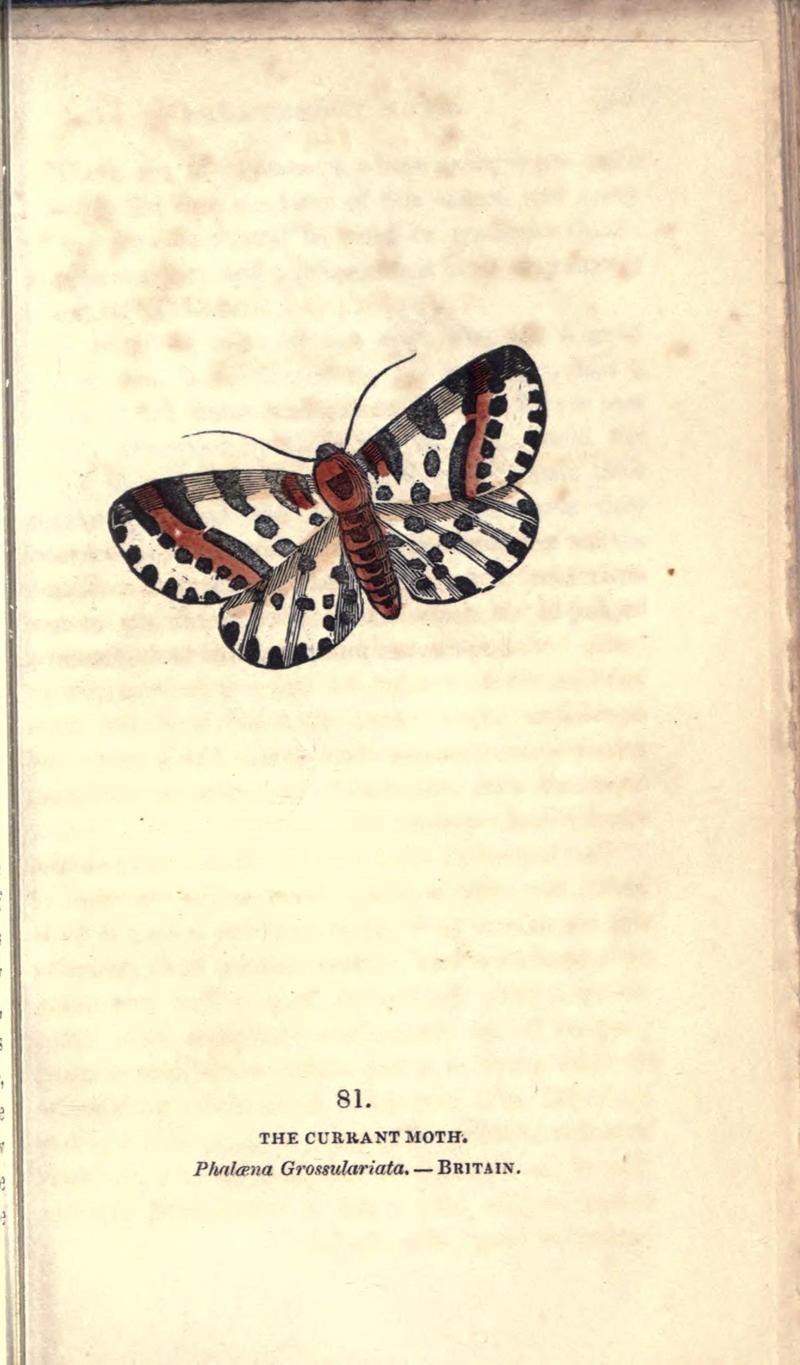 The book of butterflies, sphinxes and moths (Pl. 81) (8716629857)