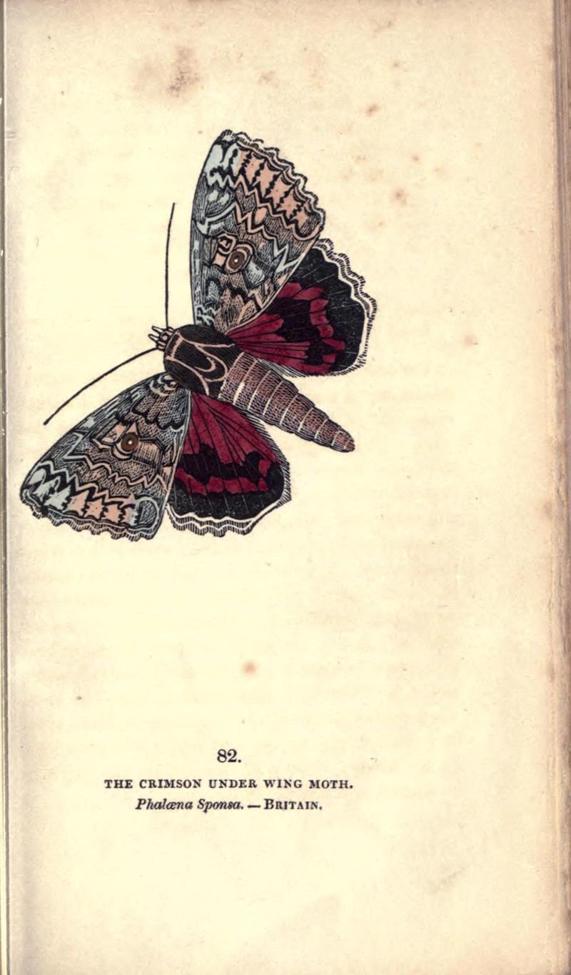 The book of butterflies, sphinxes and moths (Pl. 82) (8716630247)