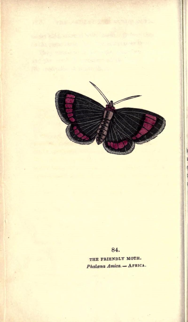 The book of butterflies, sphinxes and moths (Pl. 84) (8716631275)