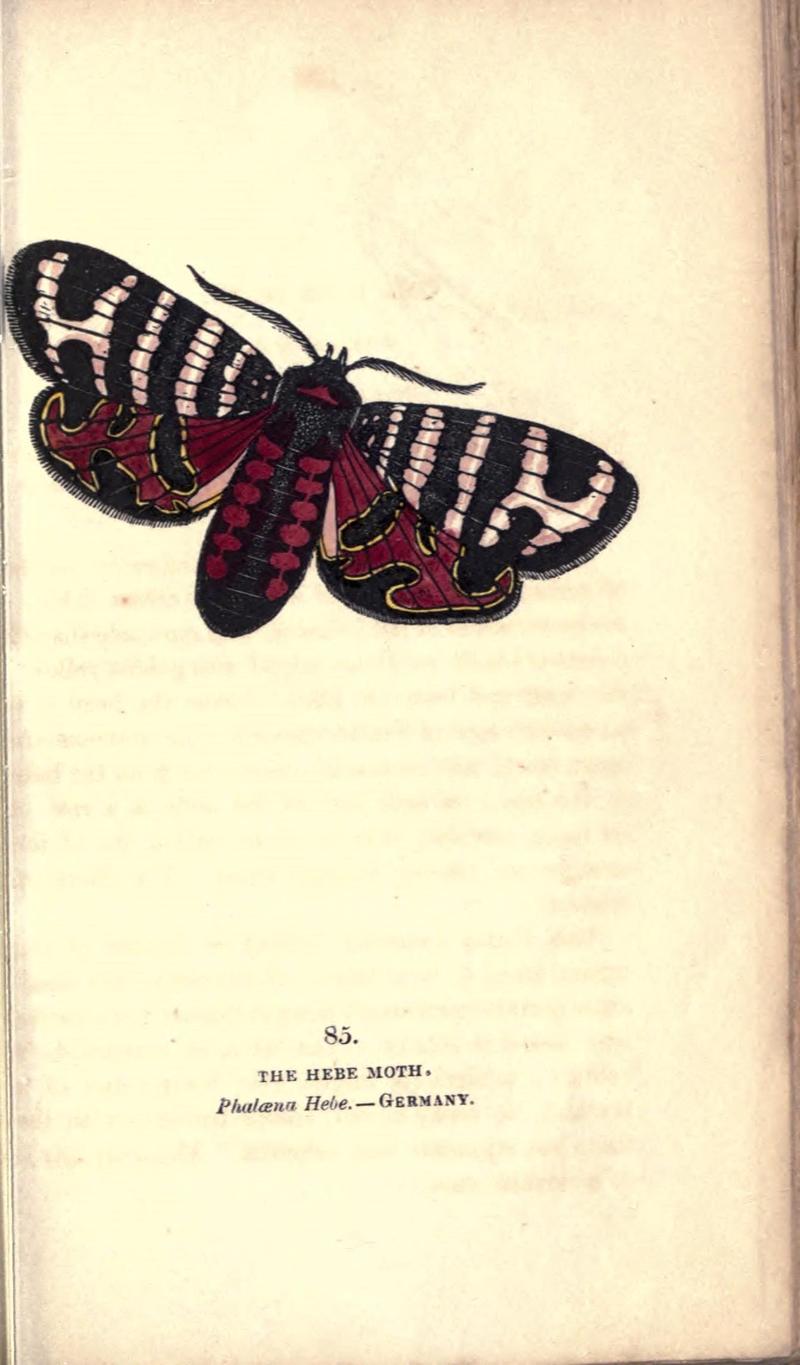 The book of butterflies, sphinxes and moths (Pl. 85) (8716631671)