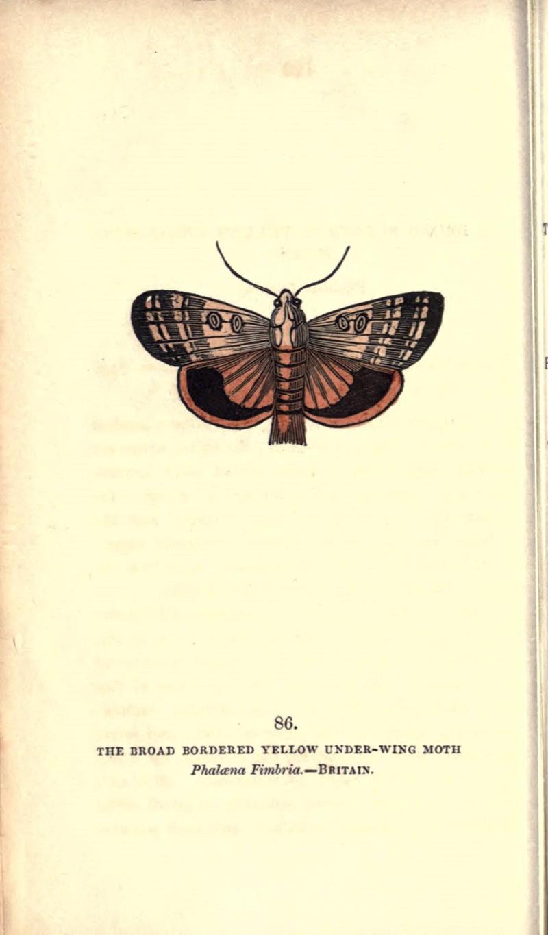 The book of butterflies, sphinxes and moths (Pl. 86) (8717751240)