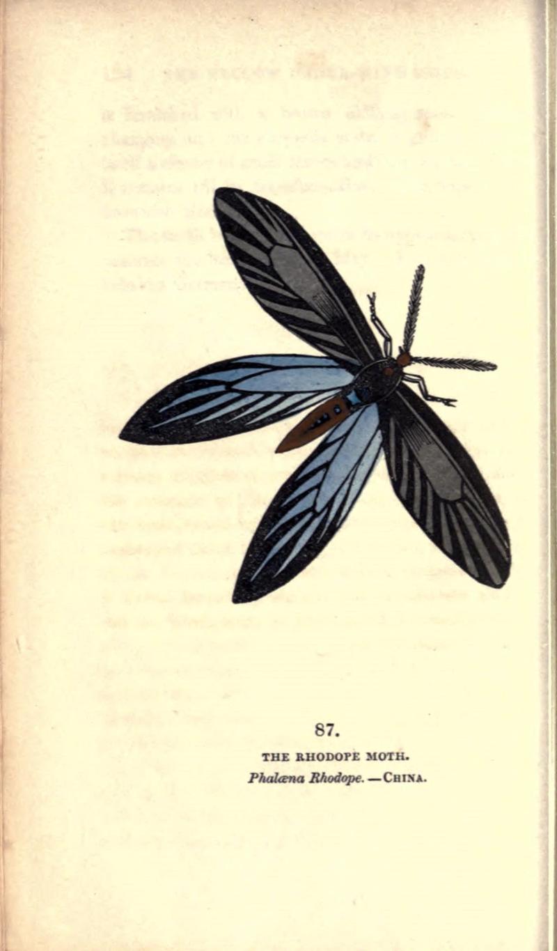 The book of butterflies, sphinxes and moths (Pl. 87) (8717751534)