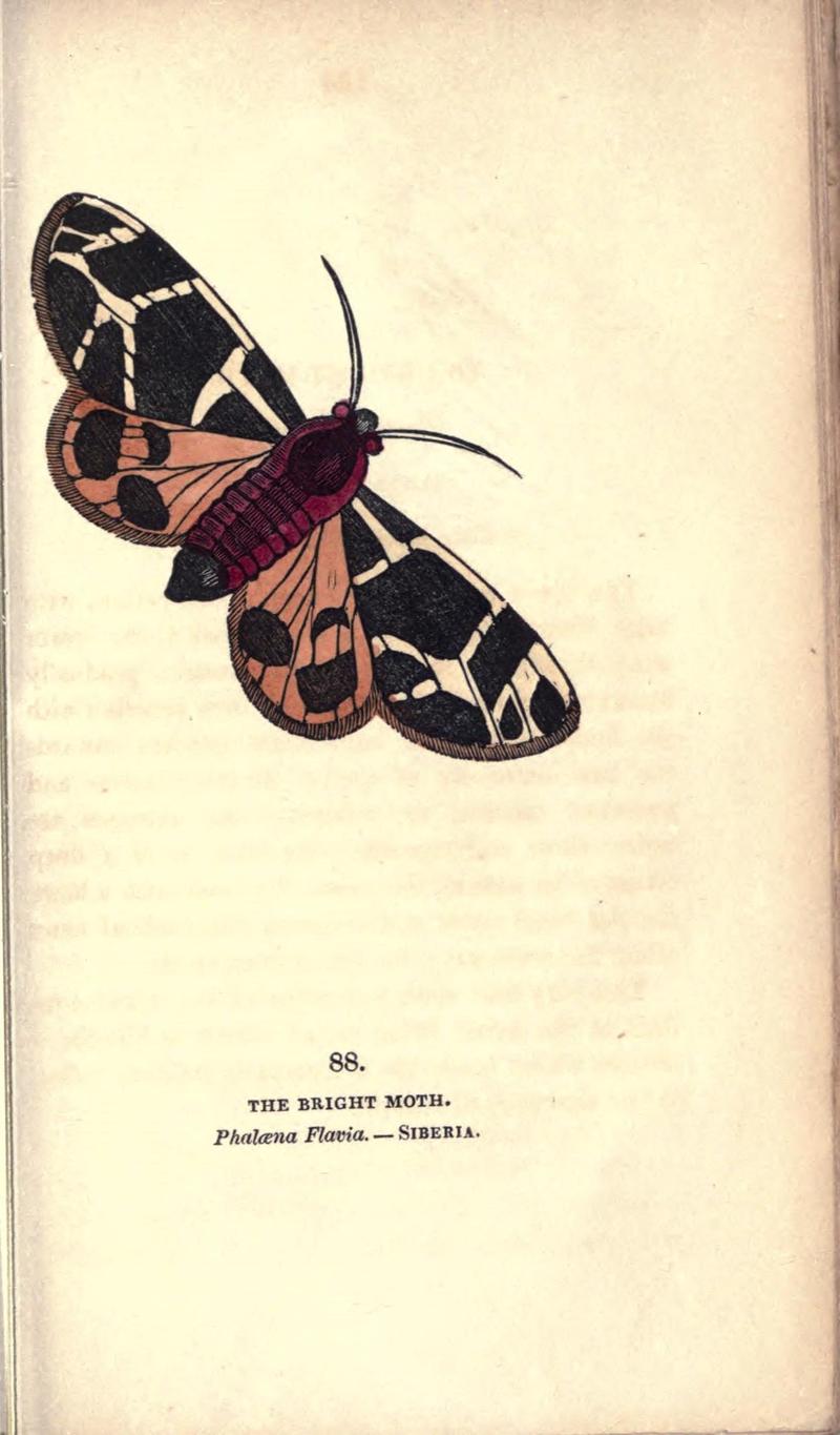 The book of butterflies, sphinxes and moths (Pl. 88) (8716632647)