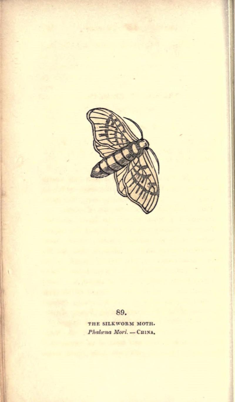 The book of butterflies, sphinxes and moths (Pl. 89) (8717752222)