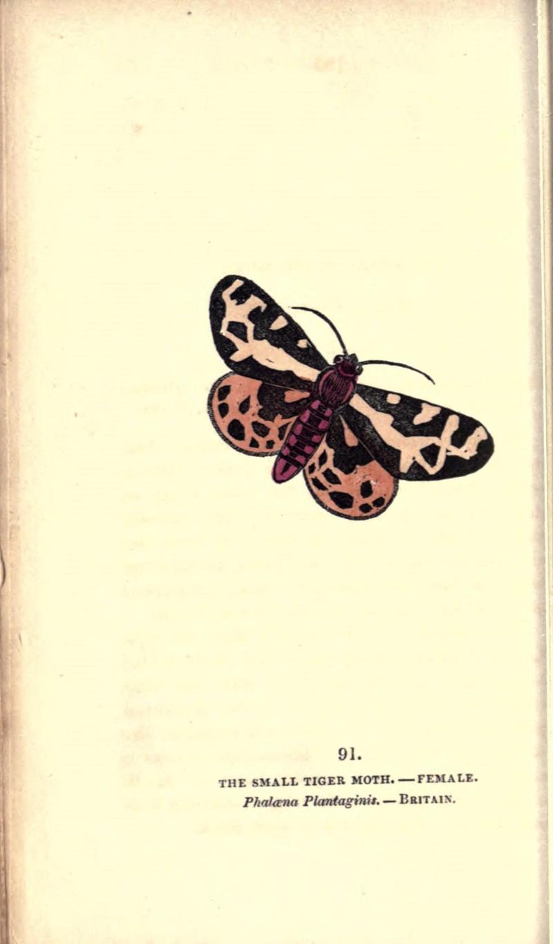 The book of butterflies, sphinxes and moths (Pl. 91) (8716634201)