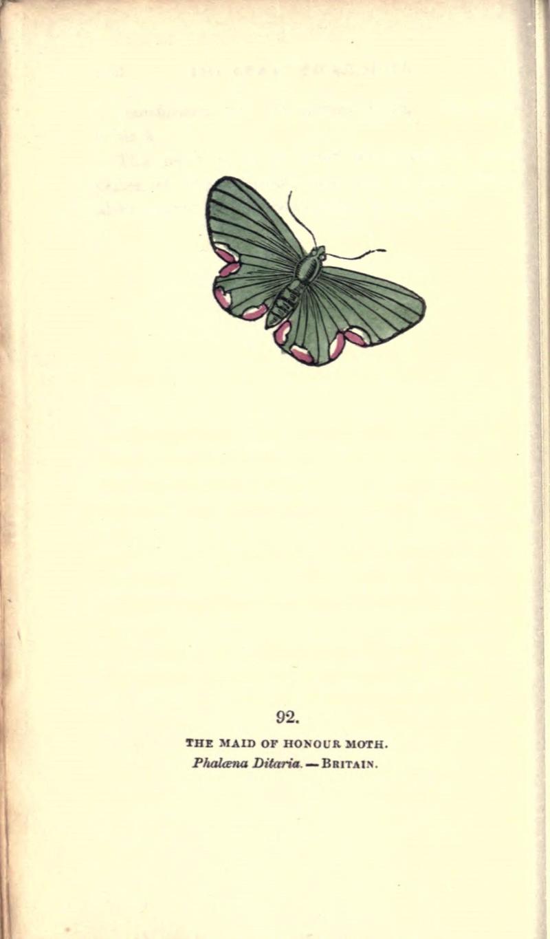 The book of butterflies, sphinxes and moths (Pl. 92) (8717754648)