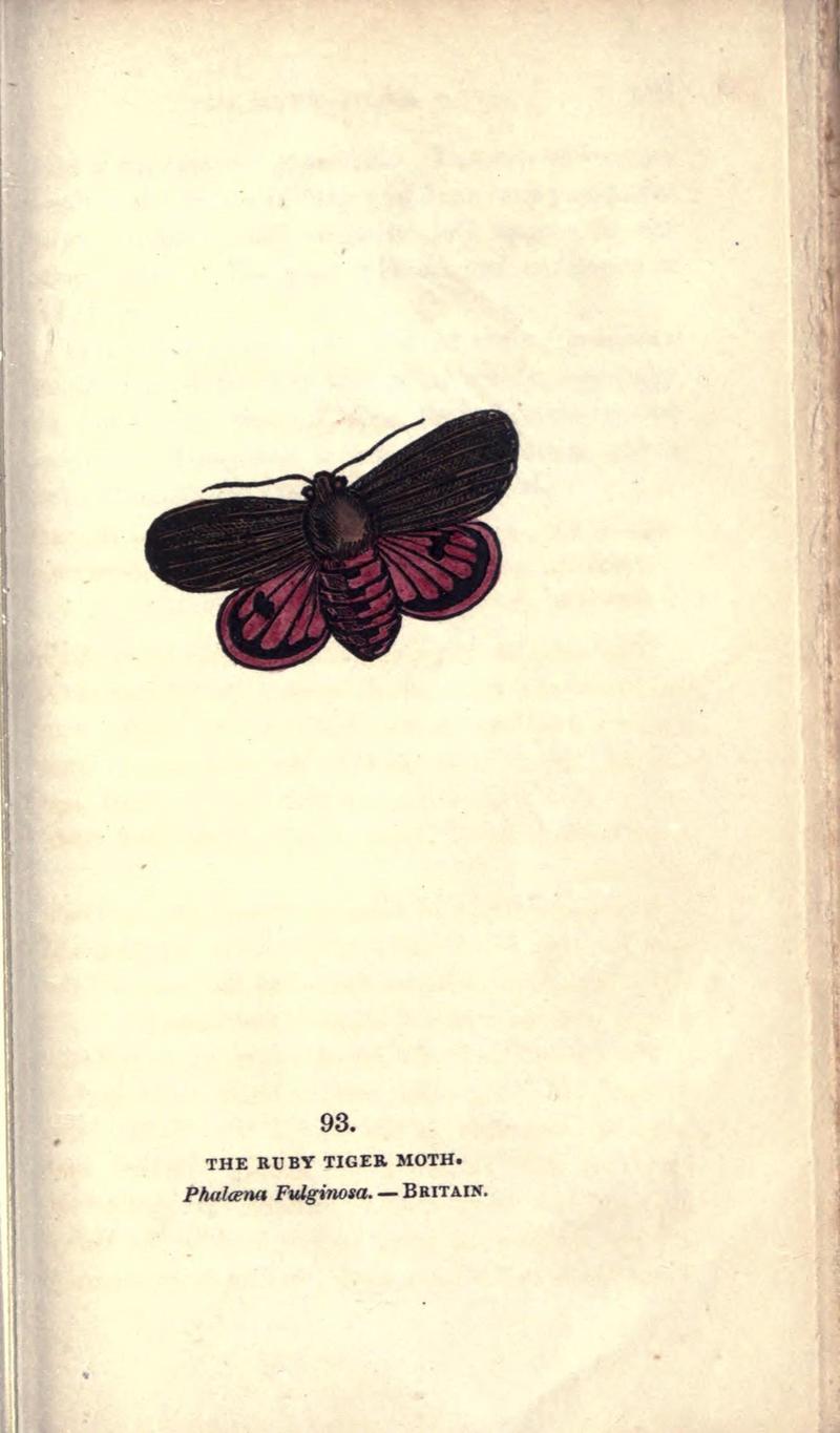 The book of butterflies, sphinxes and moths (Pl. 93) (8717755098)