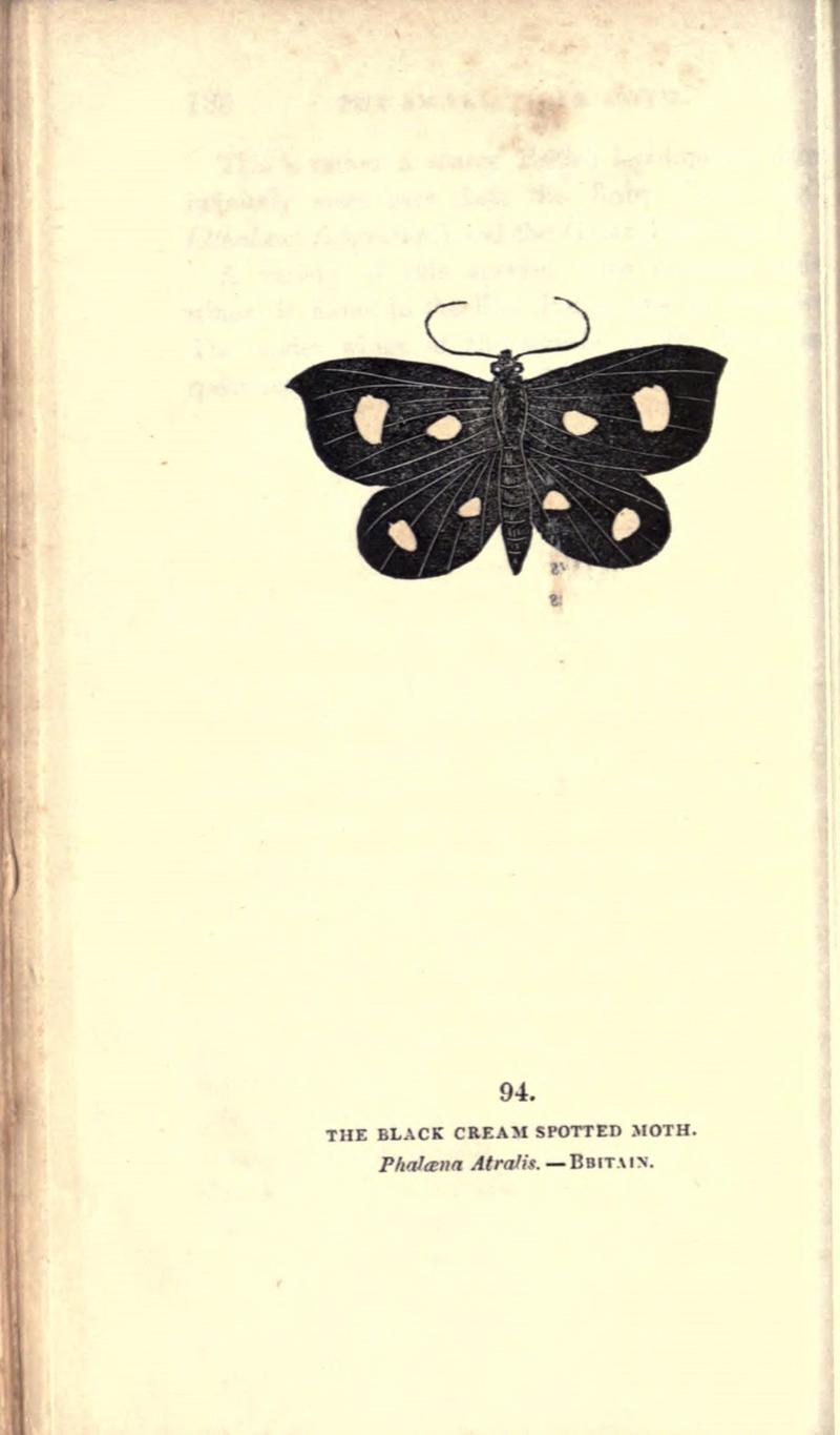 The book of butterflies, sphinxes and moths (Pl. 94) (8716634585)