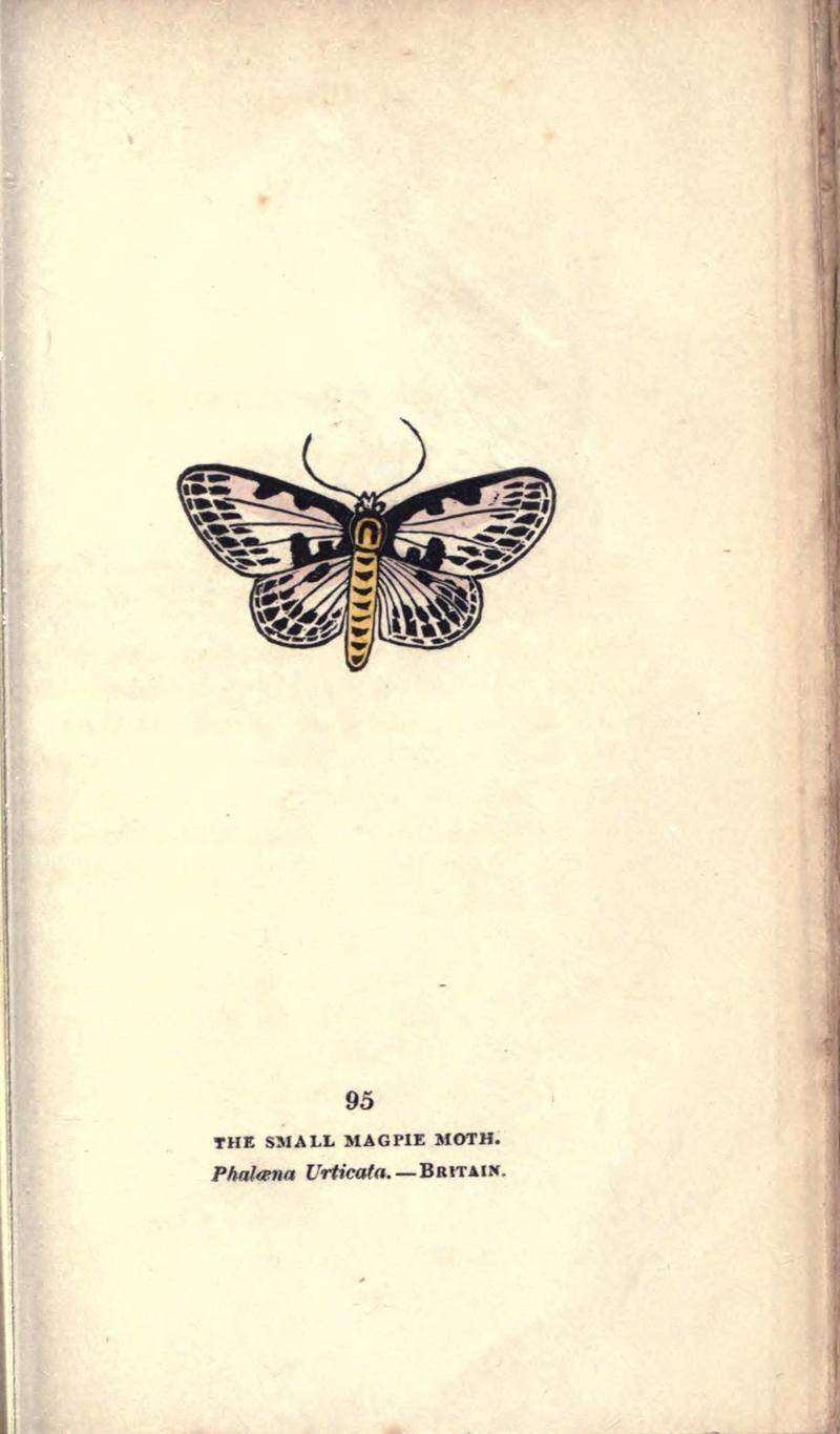 The book of butterflies, sphinxes and moths (Pl. 95) (8716634883)