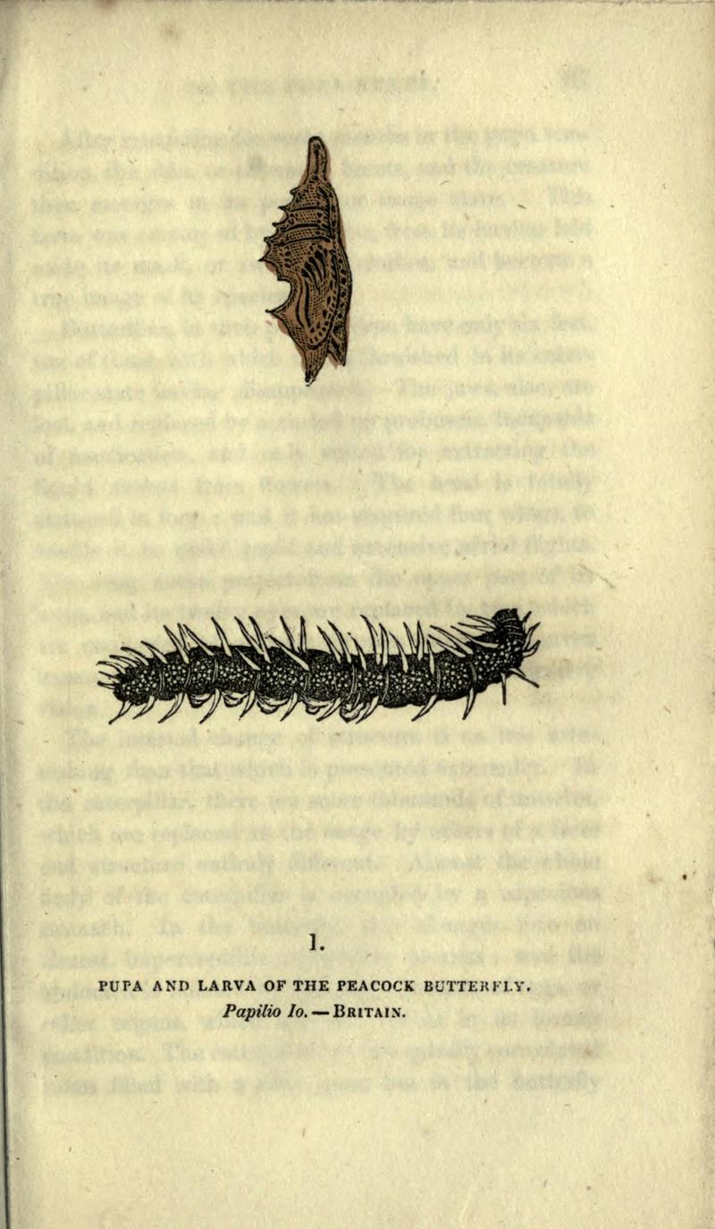 The book of butterflies, sphinxes and moths (Plate I) BHL21521038