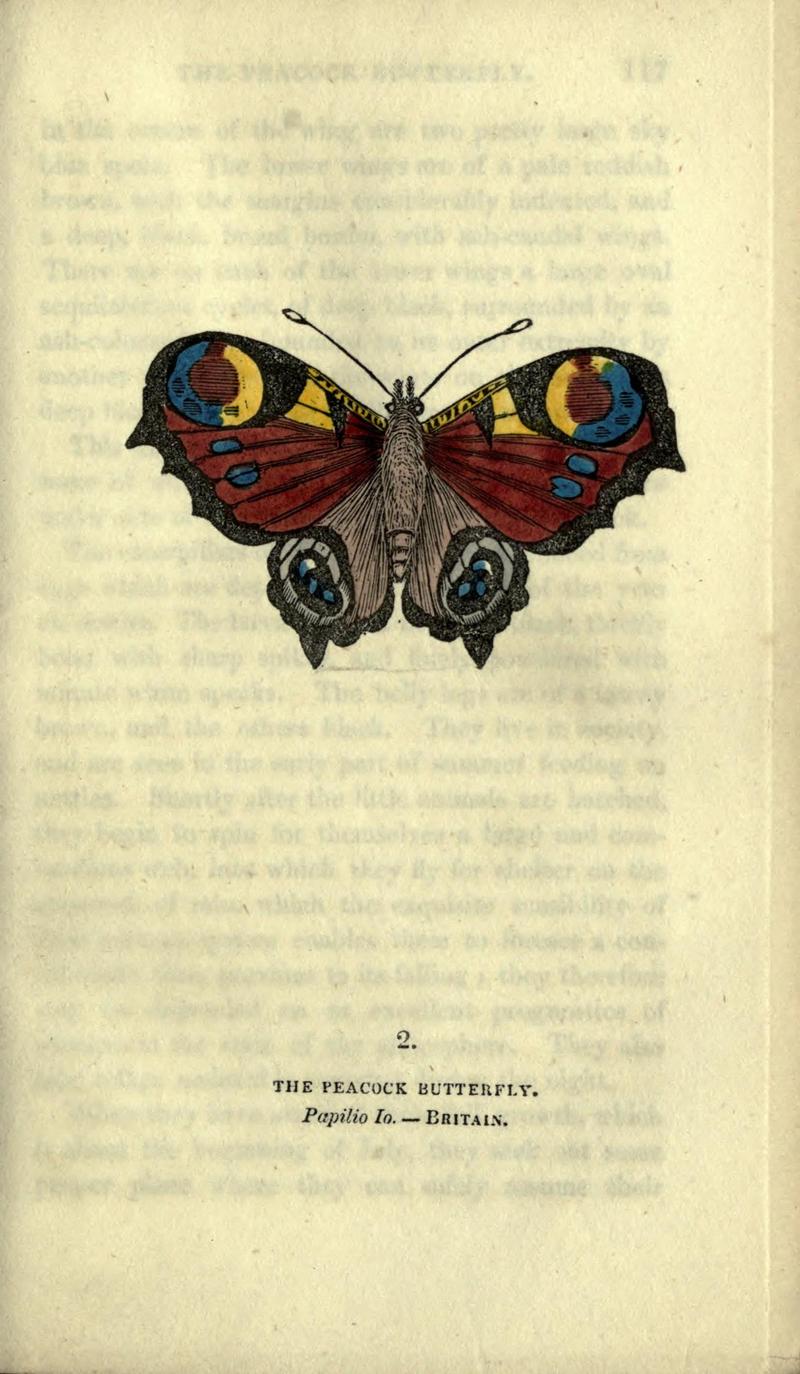 The book of butterflies, sphinxes and moths (Plate II) (6800113266)