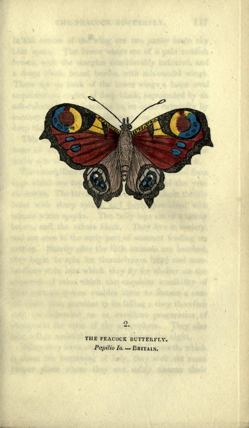 The book of butterflies, sphinxes and moths (Plate II) BHL21521090