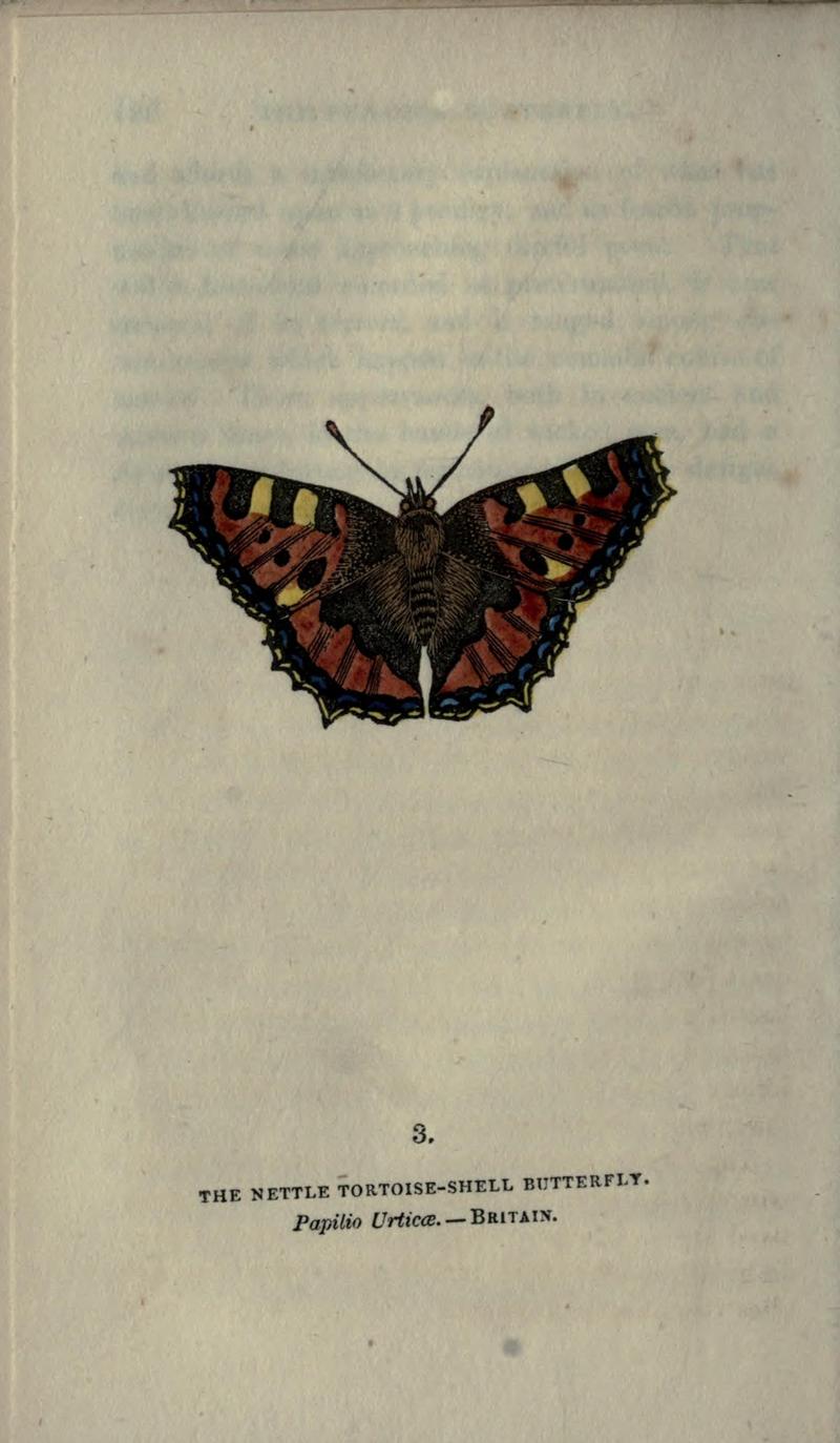 The book of butterflies, sphinxes and moths (Plate III) (6800113670)