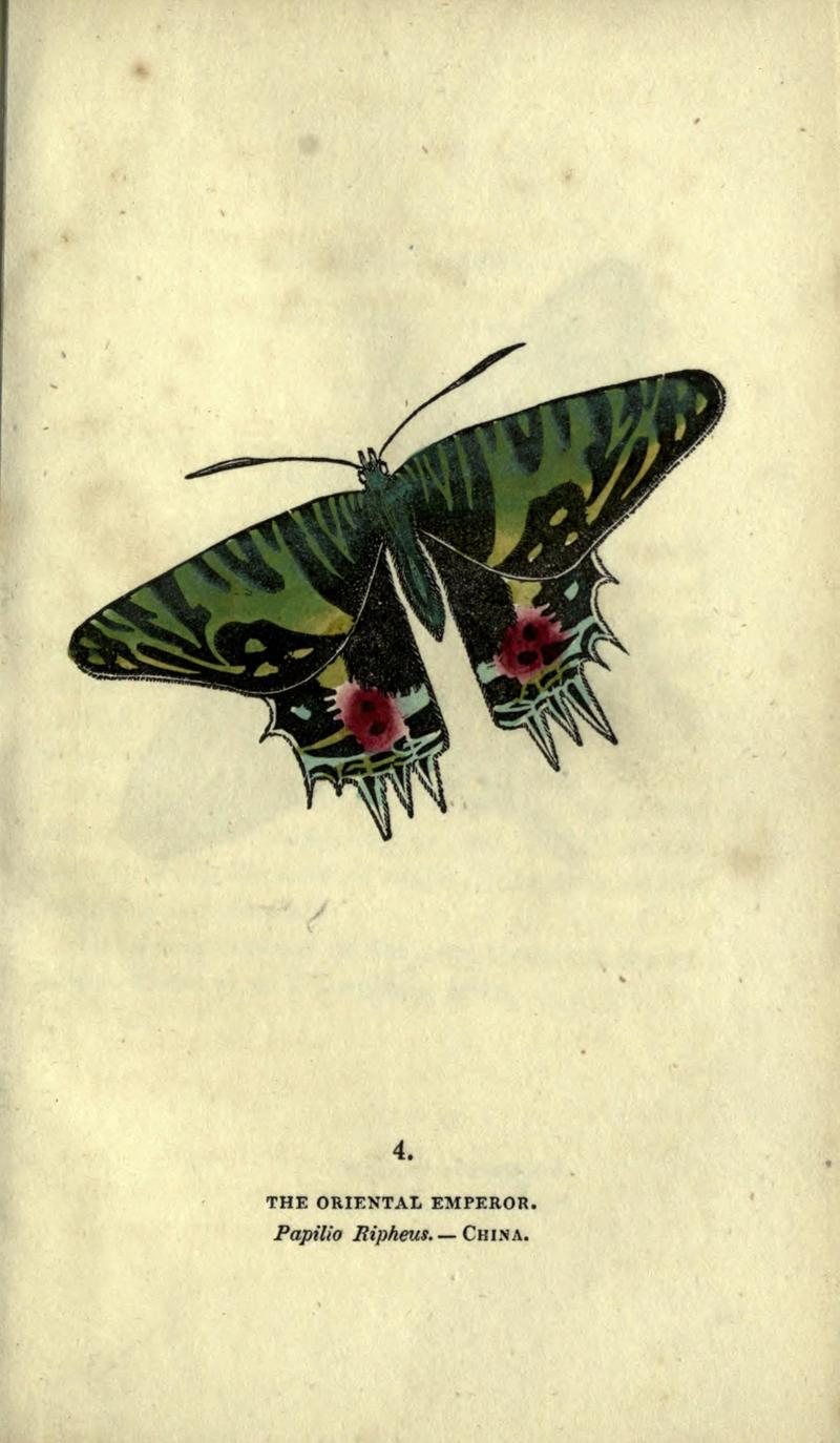 The book of butterflies, sphinxes and moths (Plate IV) (6800113958)