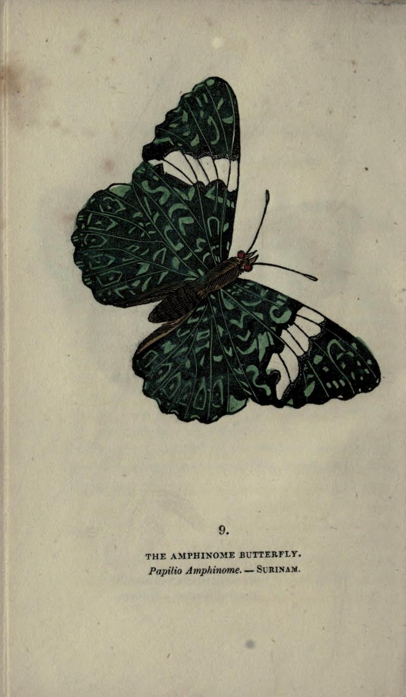 The book of butterflies, sphinxes and moths (Plate IX) BHL21521123