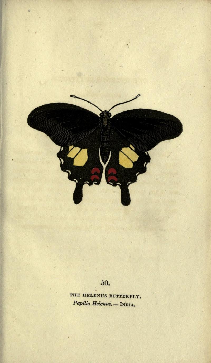The book of butterflies, sphinxes and moths (Plate L) (6800129742)