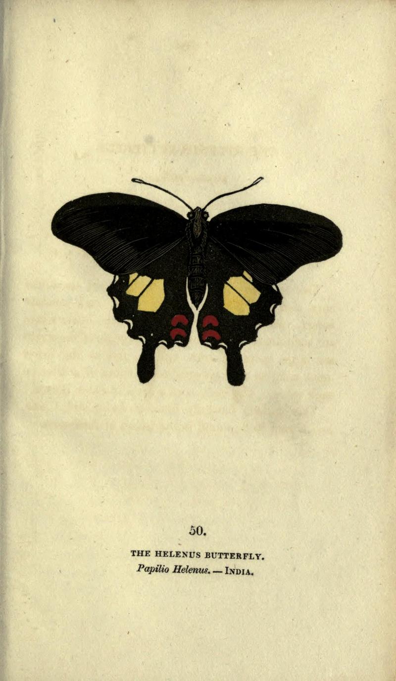 The book of butterflies, sphinxes and moths (Plate L) BHL21521272