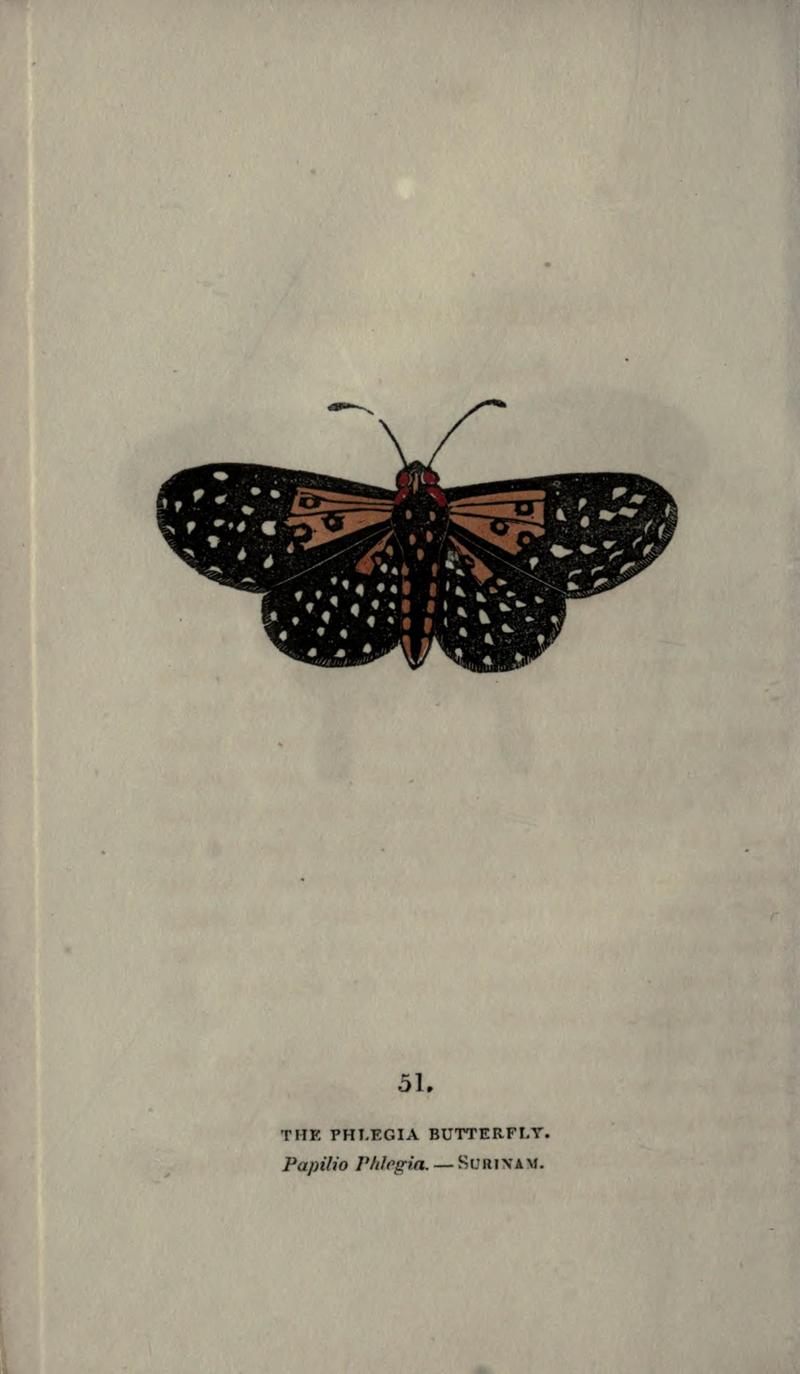 The book of butterflies, sphinxes and moths (Plate LI) (6946235735)