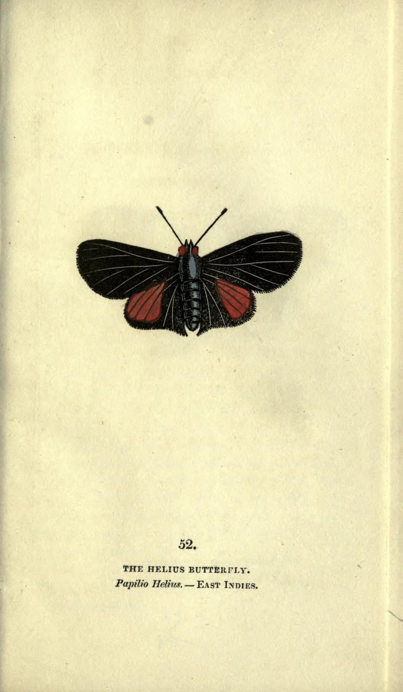 The book of butterflies, sphinxes and moths (Plate LII) (6800130444)