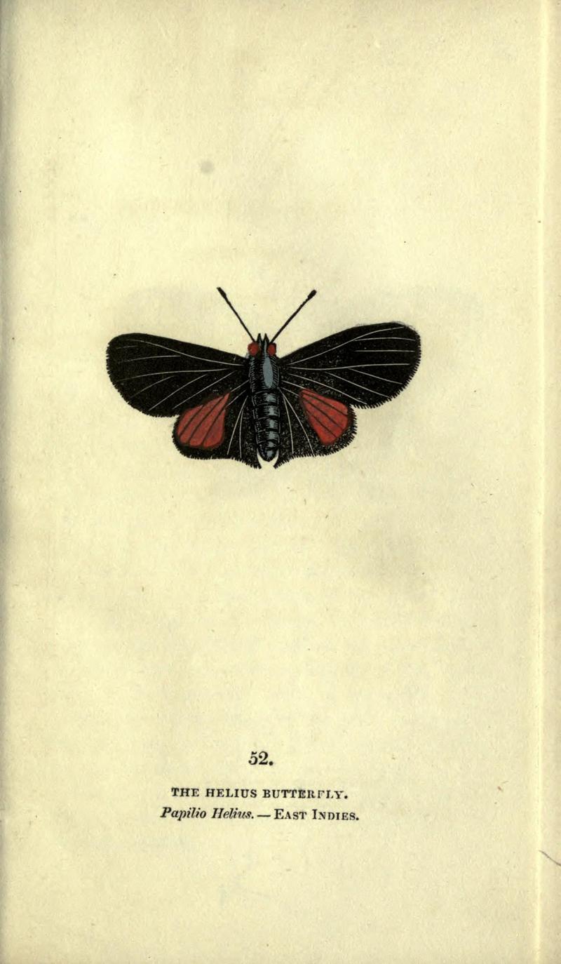 The book of butterflies, sphinxes and moths (Plate LII) BHL21521278