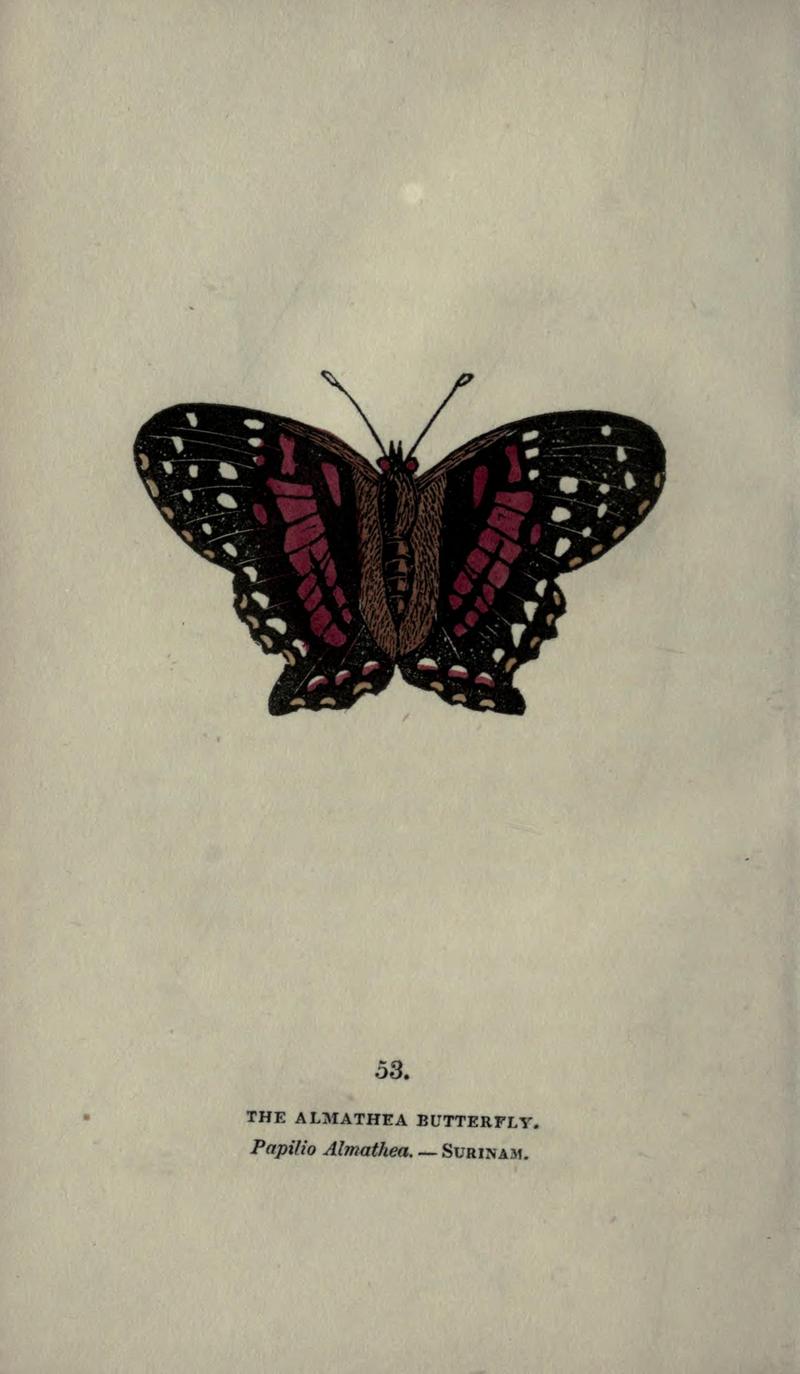 The book of butterflies, sphinxes and moths (Plate LIII) BHL21521281