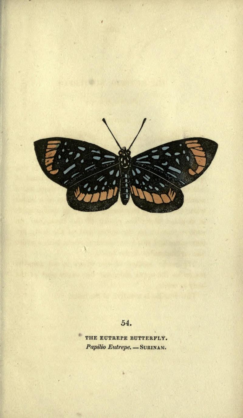 The book of butterflies, sphinxes and moths (Plate LIV) (6800131178)