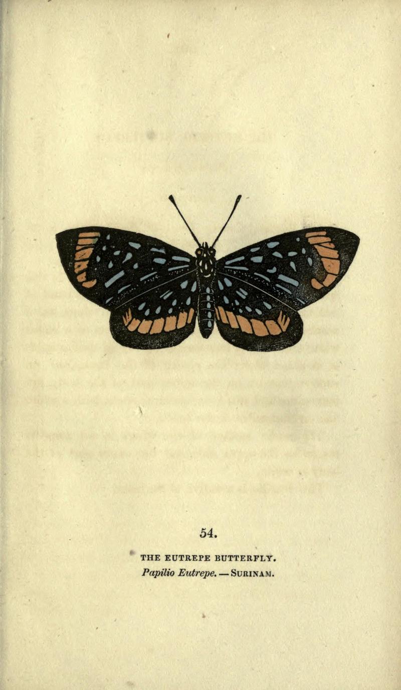 The book of butterflies, sphinxes and moths (Plate LIV) BHL21521284