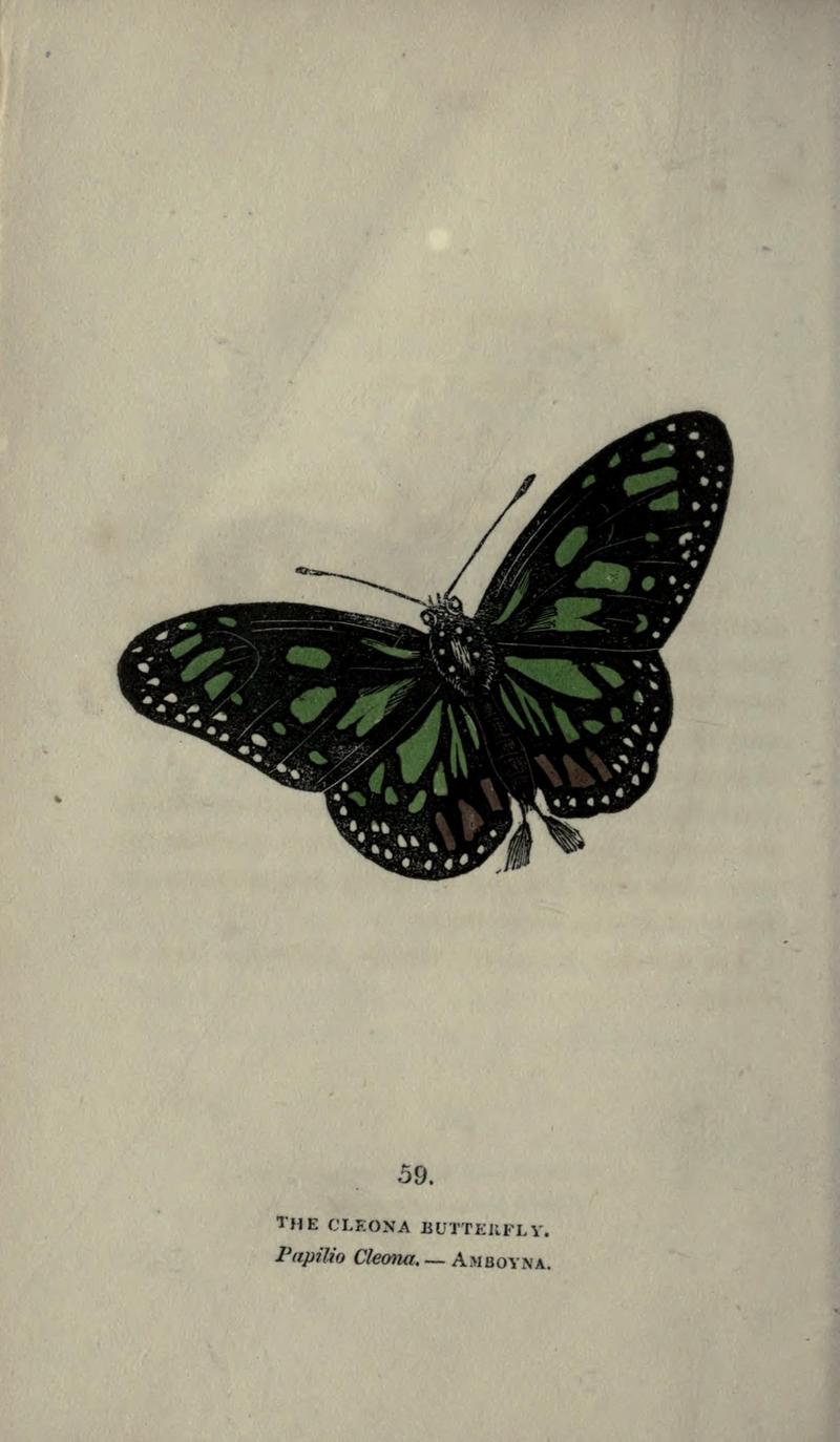 The book of butterflies, sphinxes and moths (Plate LIX) (6800133096)