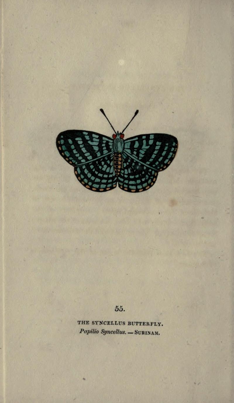 The book of butterflies, sphinxes and moths (Plate LV) (6800131600)