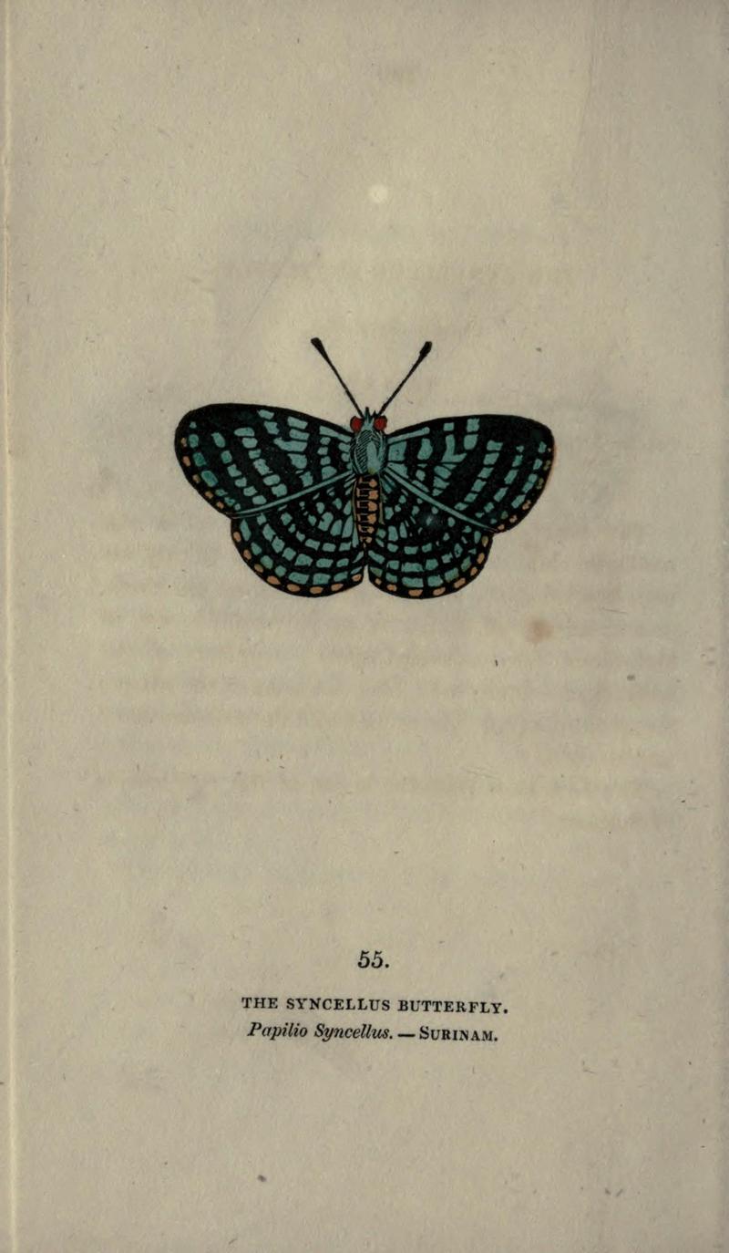 The book of butterflies, sphinxes and moths (Plate LV) BHL21521287