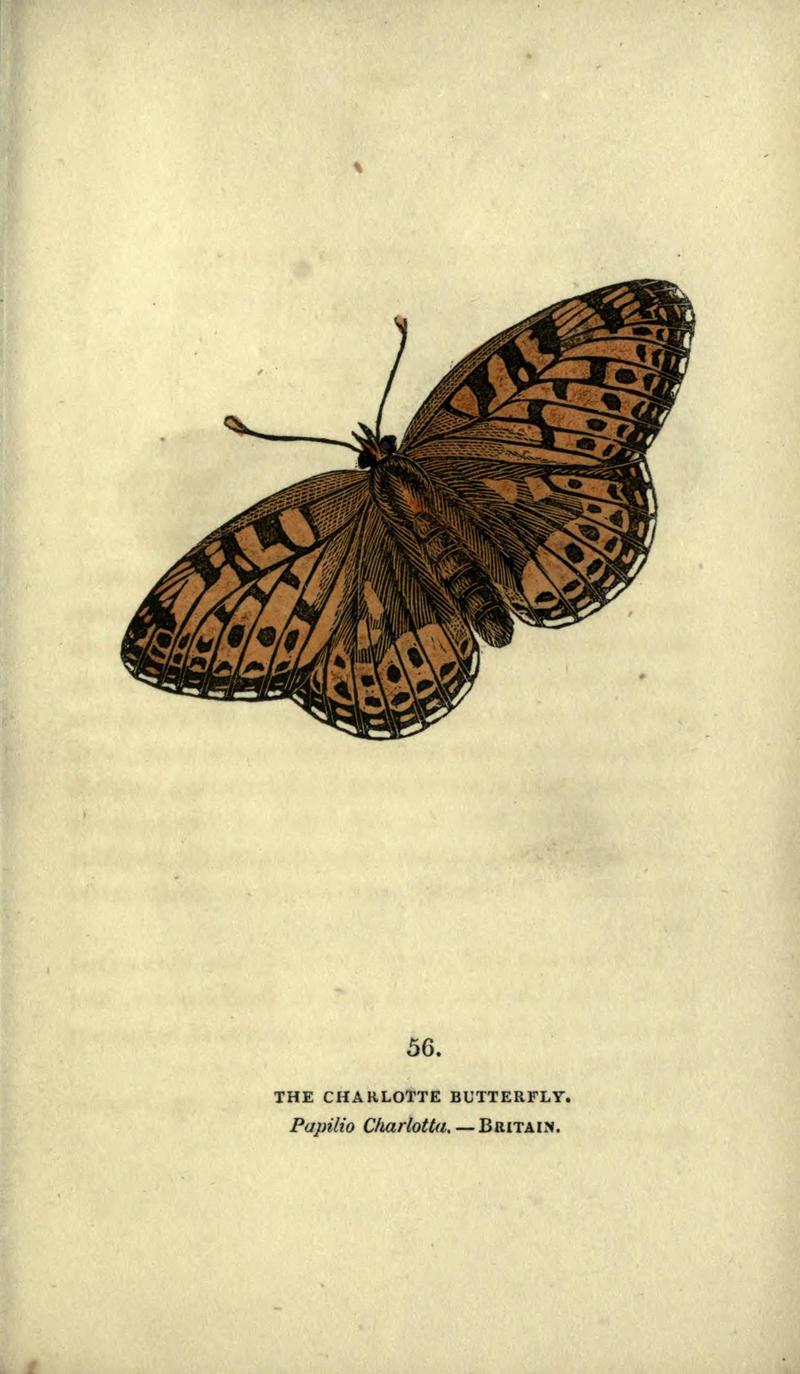 The book of butterflies, sphinxes and moths (Plate LVI) (6800132040)